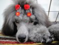 /album/foto-junior-wianella/a1-7-mesiacov-jpg1/